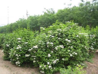 天目瓊花小苗可以去哪兒買 ？