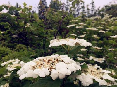 天目瓊花的美化綠化價(jià)值如何具體體現(xiàn) ？
