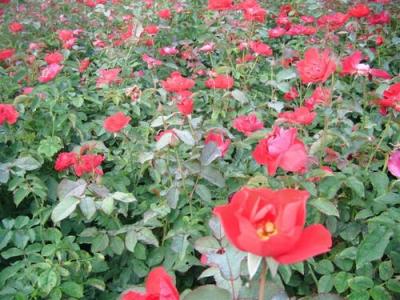 紅帽月季種子和小苗去哪里購(gòu)買？