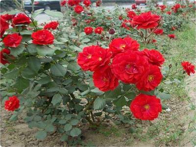 紅帽月季的優(yōu)缺點(diǎn)有哪些？