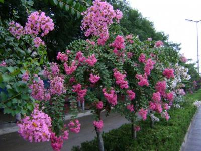 紫薇樹的種植間距大約為多少？如何掌握