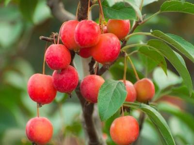 冬紅果海棠為什么會出現(xiàn)只開花不結果的情況 ？