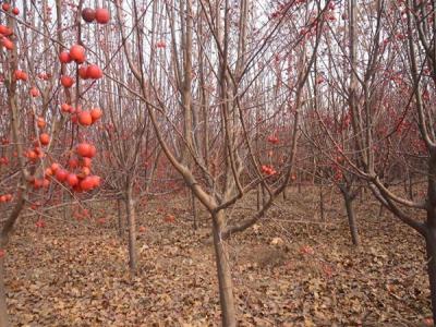 冬紅果海棠什么時候開花 ？