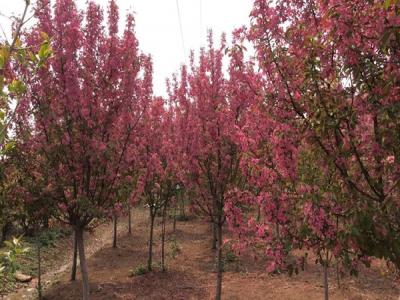 冬紅果海棠的種植需要注意些什么 ？