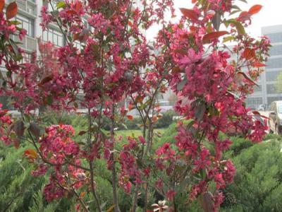 紅寶石海棠什么時候開花，什么時候結果?