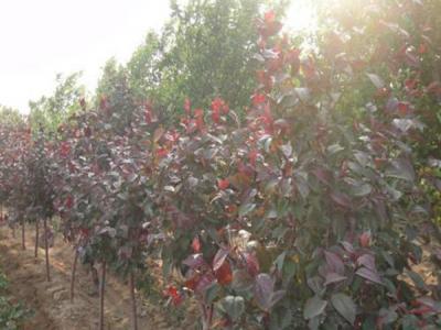四公分紅寶石海棠小苗的具體價(jià)格是多少 ？