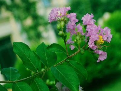 紫薇的觀賞價值如何體現(xiàn)，應(yīng)該如何搭配種植 ？