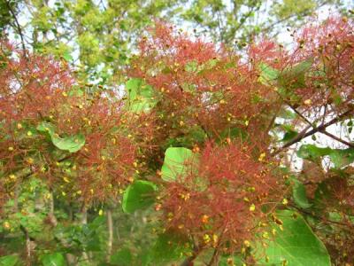 黃櫨樹(shù)如何種植，有什么種植技巧