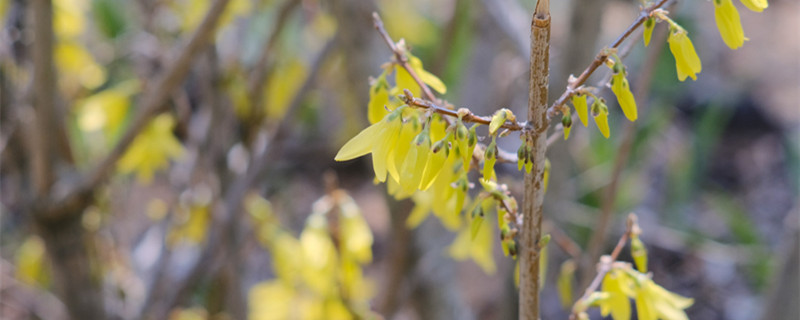 連翹怎么種，種子怎么才能發(fā)芽