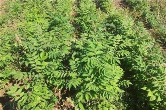 皂角種子怎么種，浸種催芽后進(jìn)行播種