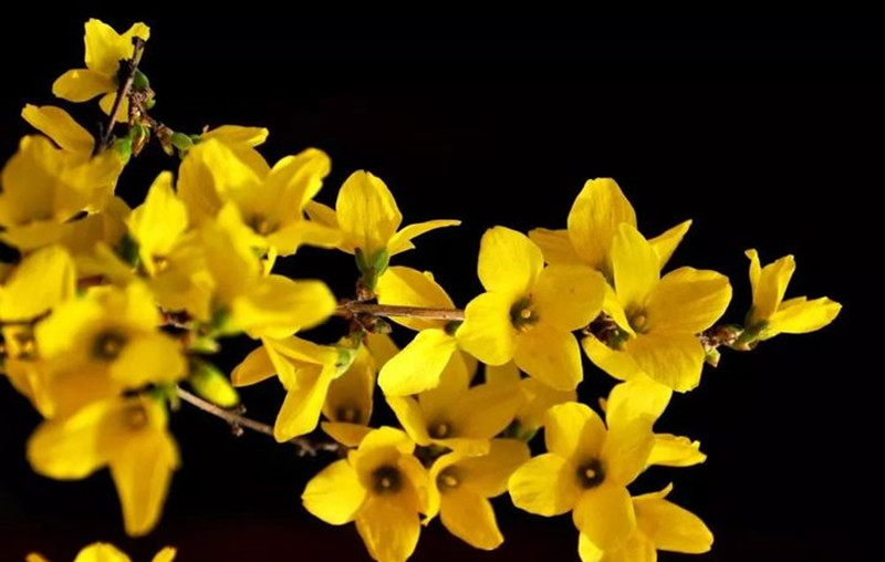 迎春花和連翹花有什么區(qū)別？