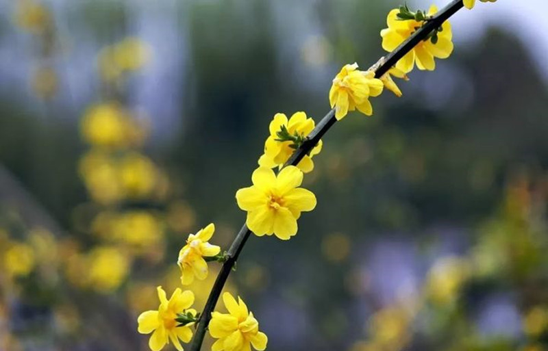 迎春花和連翹花有什么區(qū)別？