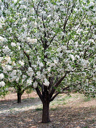 八棱海棠花期多久，幾月份開(kāi)花
