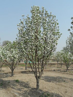 八棱海棠花期多久，幾月份開(kāi)花