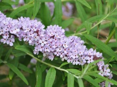 醉魚草花期是幾月，花期有多長