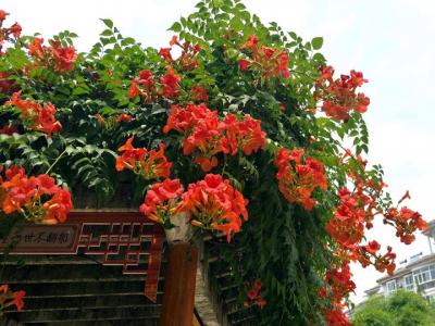 凌霄花什么時(shí)候開(kāi)花(凌霄花的花期)