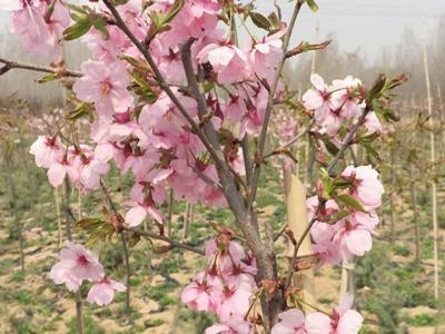 櫻花樹苗多少年才能長成大樹？