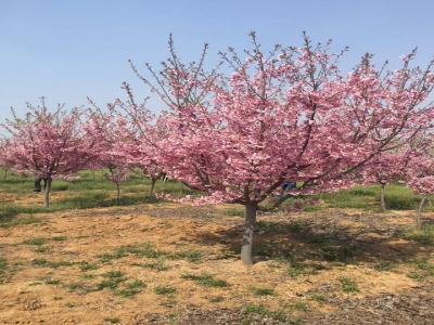櫻花樹苗幾年才能開花？花期在什么時候？