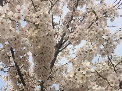 日本櫻花樹(shù)什么時(shí)候開(kāi)花？花期多久？