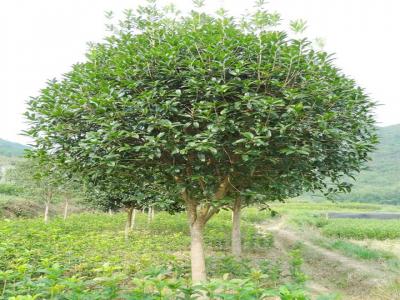 桂花樹(shù)用什么肥料最好？