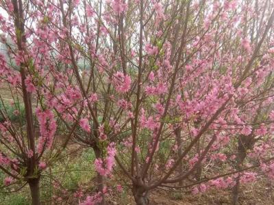 青葉碧桃開(kāi)什么花？什么時(shí)候開(kāi)花？