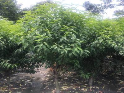 青葉碧桃和桃樹的區(qū)別在哪里？