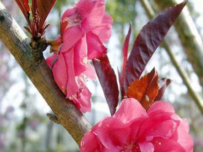 紫葉碧桃和紅葉碧桃的區(qū)別在哪里？
