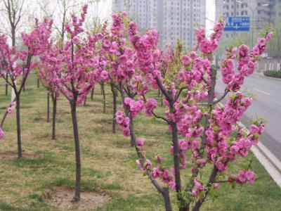 青葉碧桃和紅葉碧桃的區(qū)別在哪里？