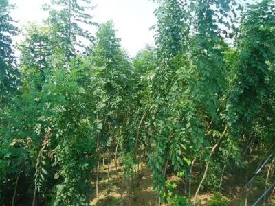 北欒樹價(jià)格多少錢一棵