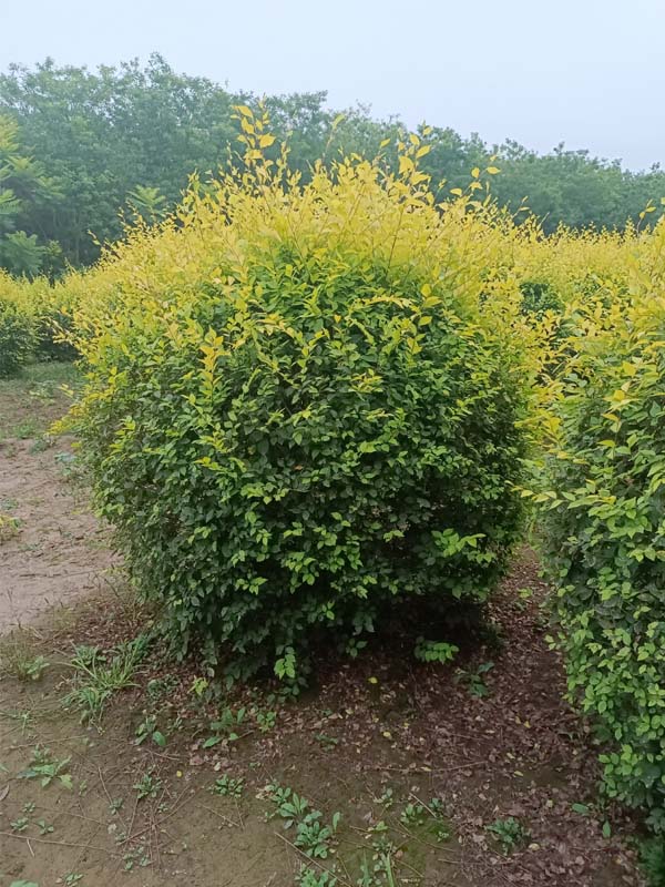 1730787364282209.jpg 20.jpg