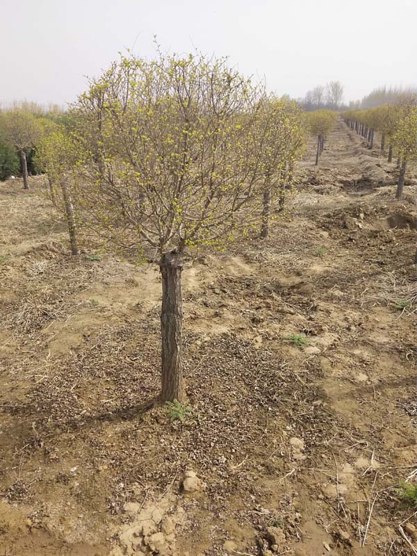 1730788753616014.jpg 11.jpg