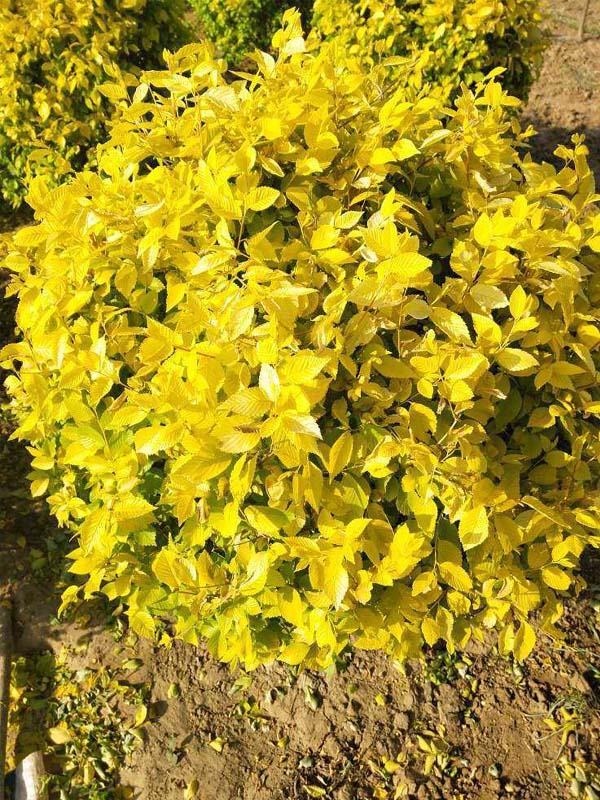 1730789882124501.jpg 2.jpg