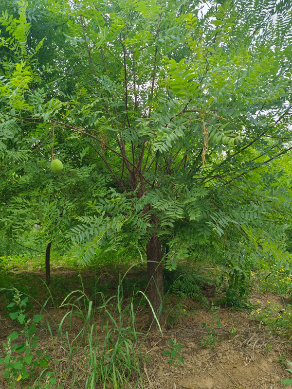 1731129741930619.jpg 2.jpg