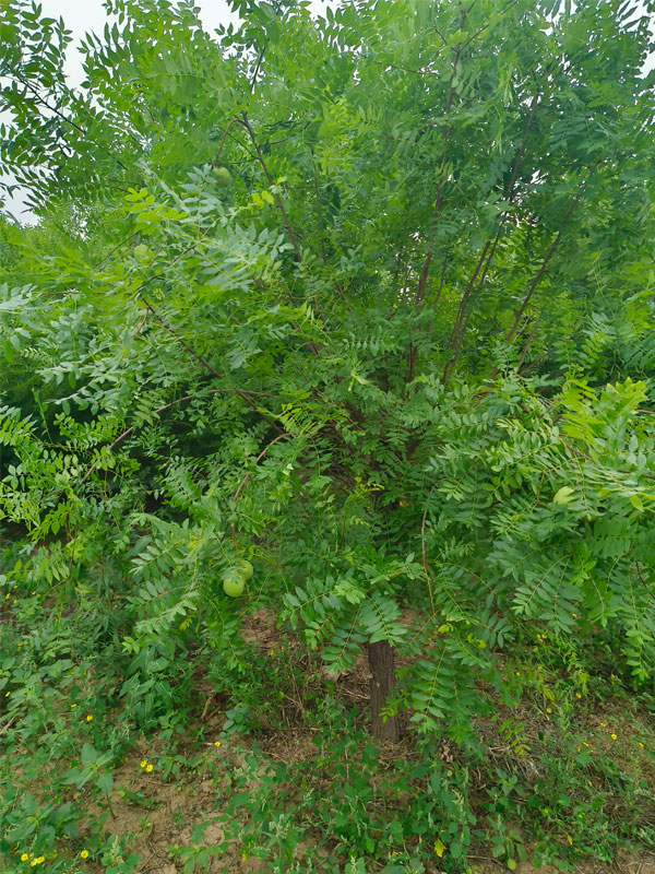 1731130357299839.jpg 7.jpg