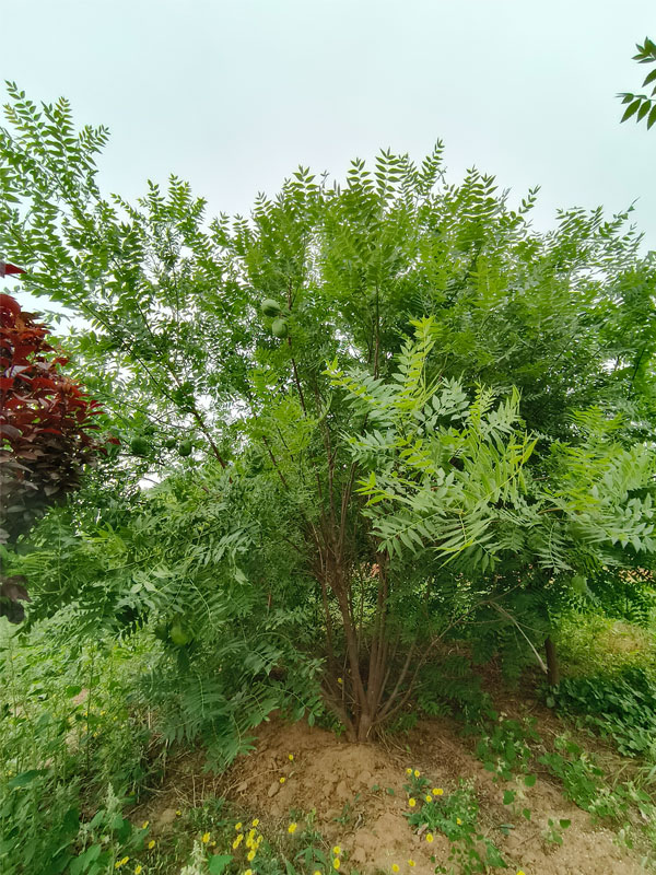 1731131072637132.jpg 11.jpg