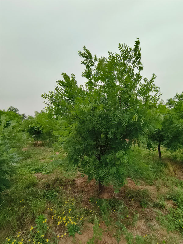 1731131175429837.jpg 12.jpg