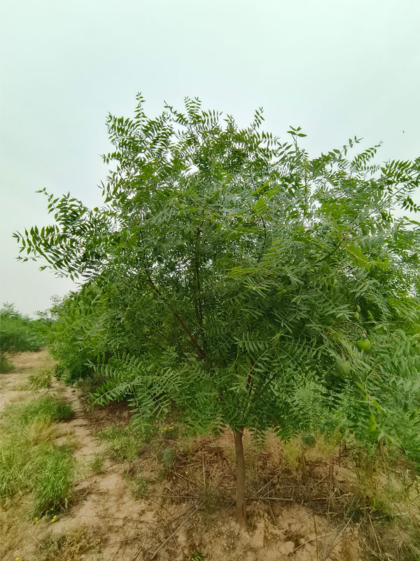 1731131422409242.jpg 15.jpg