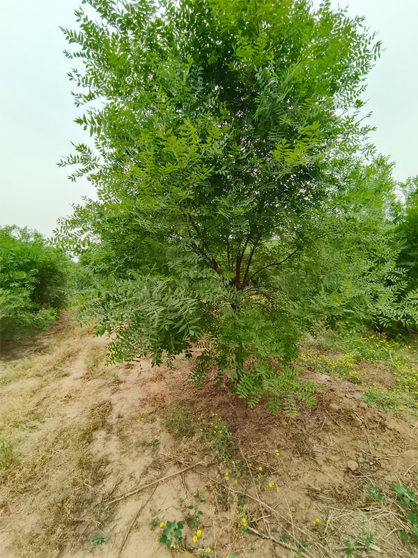 1731131629342608.jpg 17.jpg