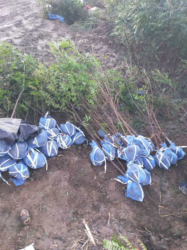 1731132048282726.jpg 21.jpg