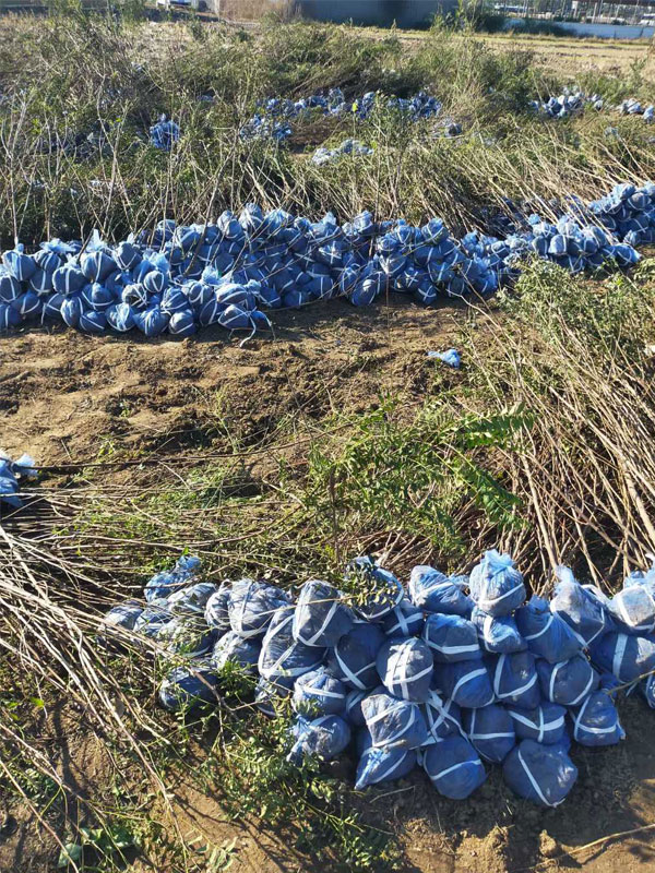 1731132172849278.jpg 22.jpg