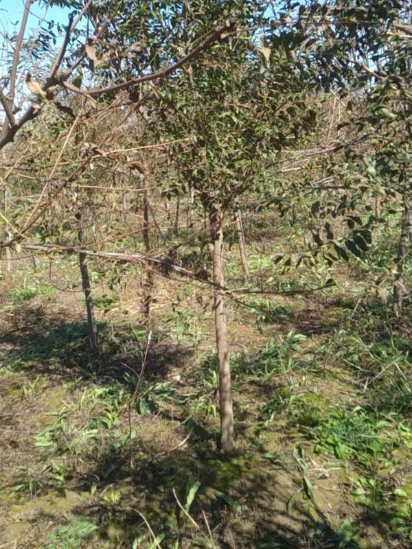 1731132492849108.jpg 24.jpg