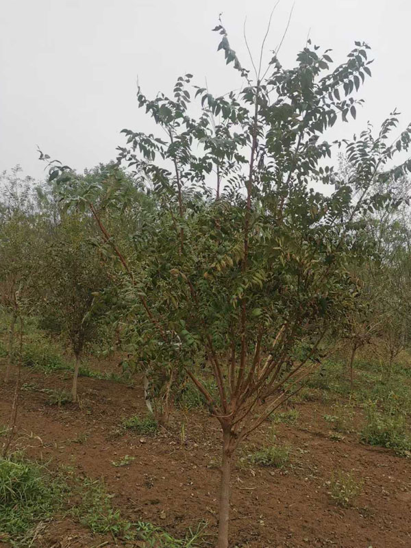 1731132653426877.jpg 25.jpg