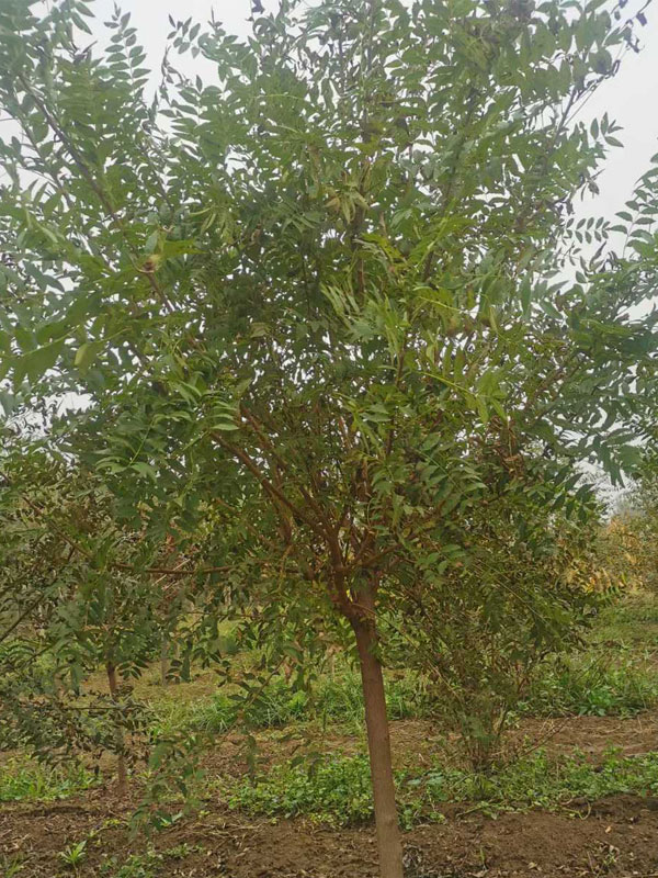 1731133029963143.jpg 27.jpg