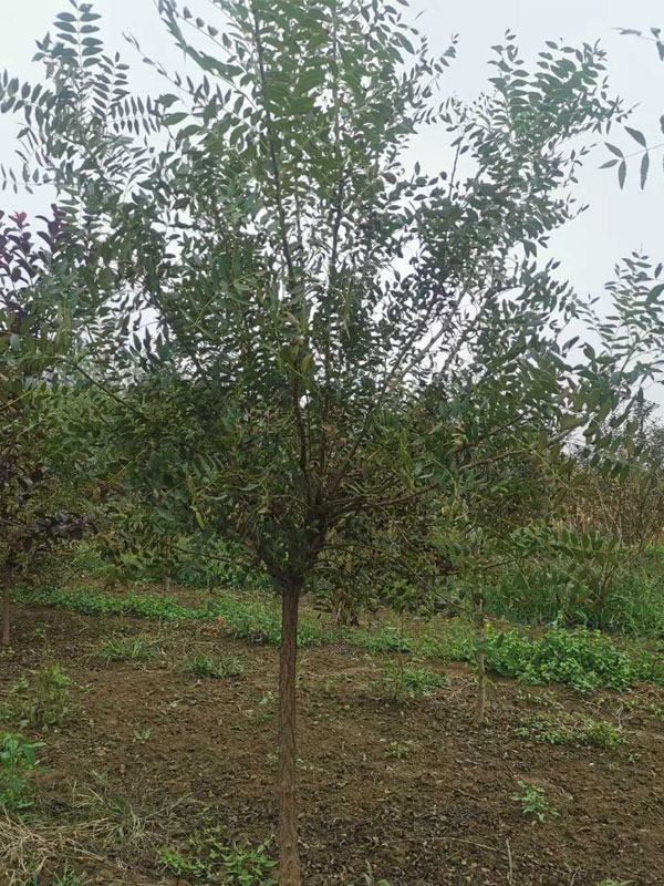 1731133146353884.jpg 28.jpg