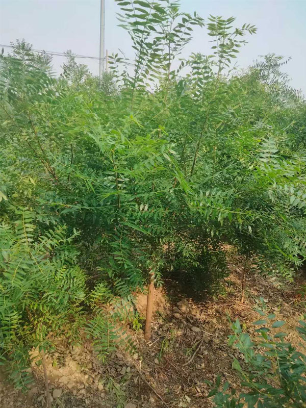 1731133449861946.jpg 29.jpg