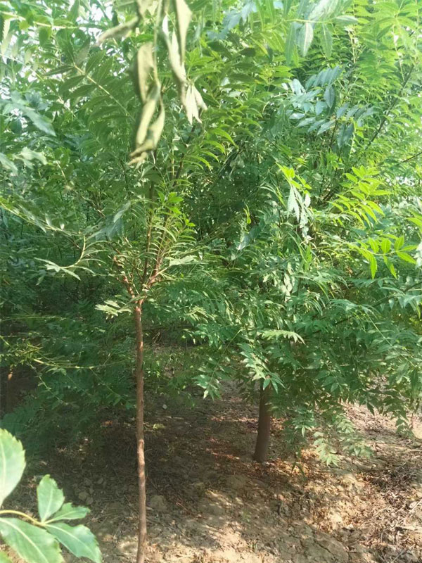 1731133757518396.jpg 31.jpg