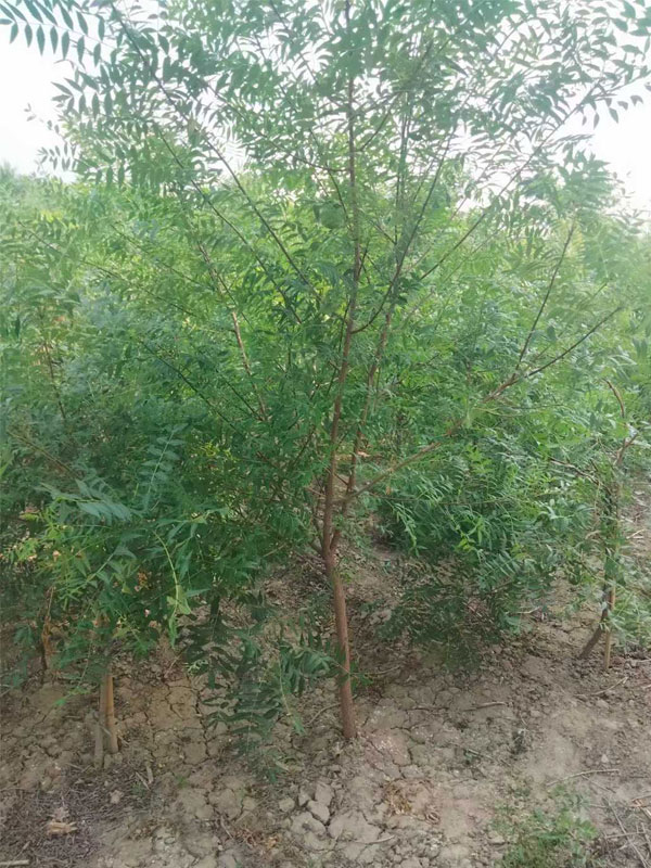 1731134125470185.jpg 32.jpg