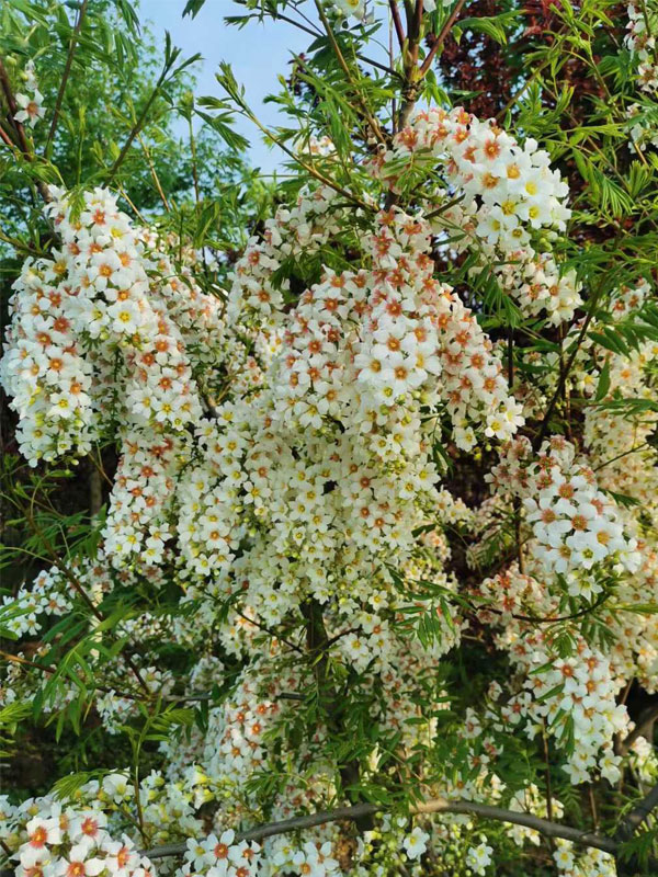 1731134268101977.jpg 33.jpg