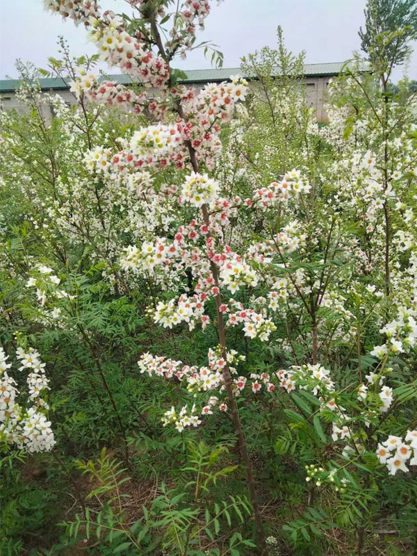 1731134369264886.jpg 34.jpg