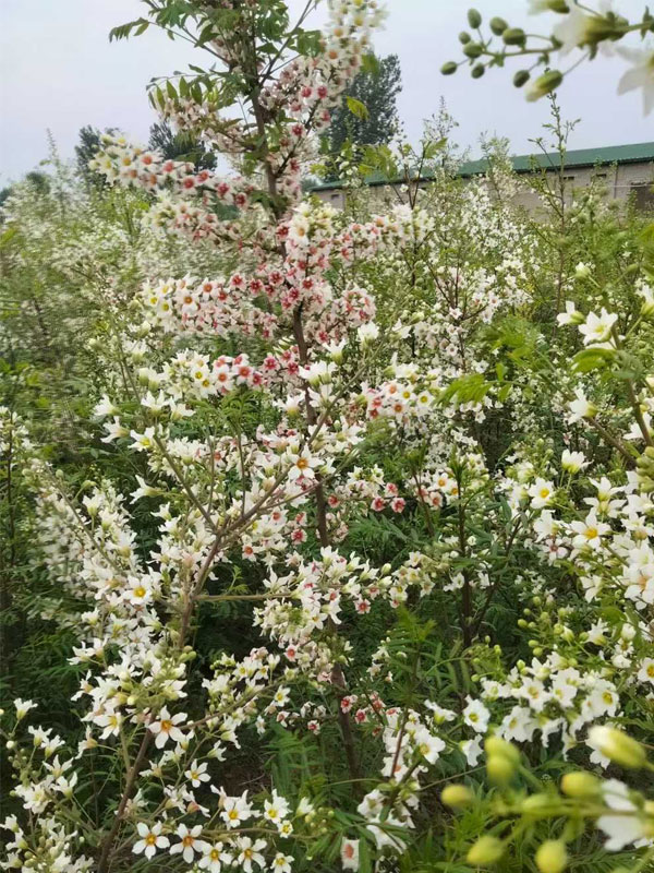 1731134444409571.jpg 35.jpg